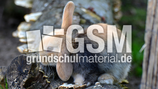 Widderkaninchen (09).jpg